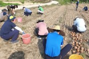 김천시 정보기획과, 양파재배농가 농촌일손돕기