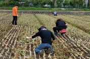 김천시 건설도시과 양파재배 농가 농촌일손돕기